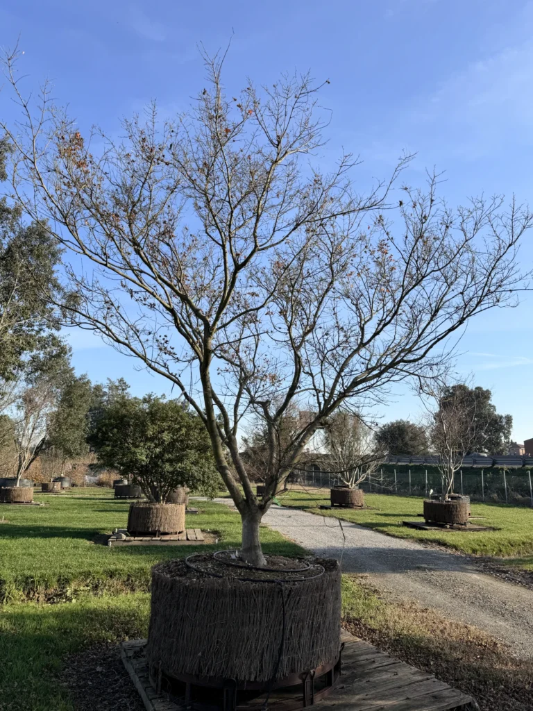 Exklusiver Baum: Acer Palmatum