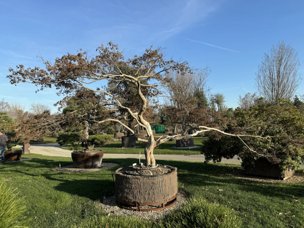 Exklusiv Baum: Acer Palmatum Dissectum Virdis