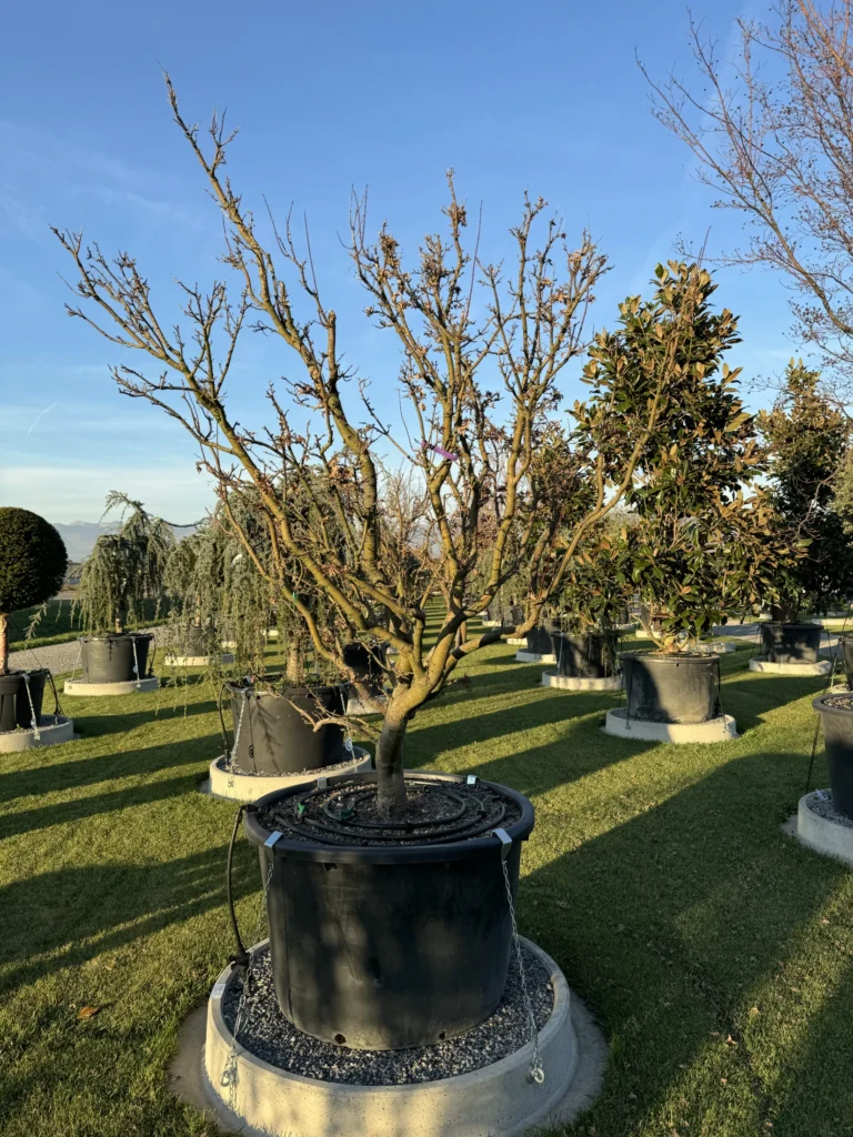 Exklusiv Baum: Acer Palmatum Shishigashira