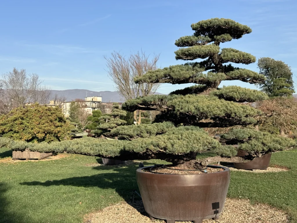 Baum für einen Japan Garten: Pinus Pentaphylla