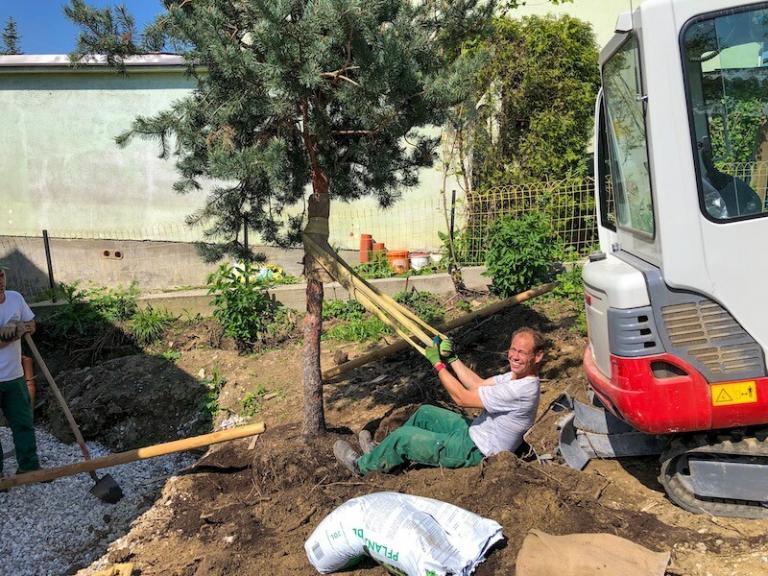 Baumpflanzung von Gartengestaltung Hochhauser